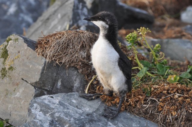 Guillemot de Troïl / Common Murre